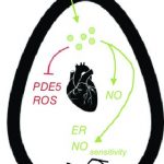 Sildenafil-exerts-cardioprotective-effects-in-the-hypoxic-gestating-chick-embryo_Q320